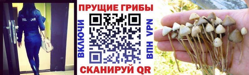 дарнет шоп  Лихославль  Галлюциногенные грибы ЛСД 